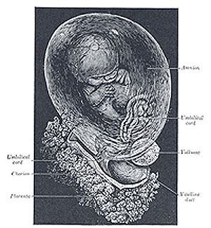 fetus2